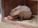 狭山市智光山公園こども動物園の写真のサムネイル写真58