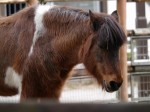 狭山市智光山公園こども動物園の写真のサムネイル写真59