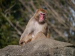 狭山市智光山公園こども動物園の写真のサムネイル写真60