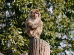 狭山市智光山公園こども動物園の写真のサムネイル写真61