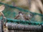 狭山市智光山公園こども動物園の写真のサムネイル写真62