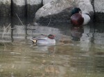狭山市智光山公園こども動物園の写真のサムネイル写真63