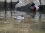 狭山市智光山公園こども動物園の写真のサムネイル写真63