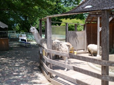 宝登山小動物公園の写真2