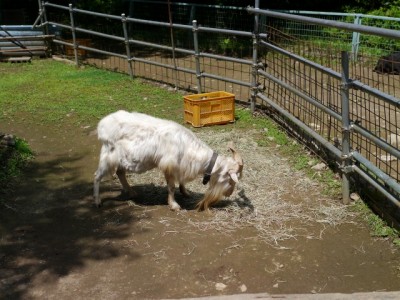 宝登山小動物公園の写真5