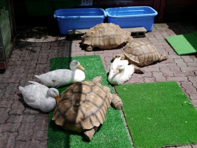 宝登山小動物公園の写真6