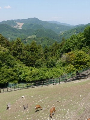 宝登山小動物公園の写真11