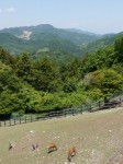 宝登山小動物公園の写真のサムネイル写真11