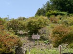 宝登山つつじ園の写真のサムネイル写真1