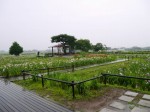 菖蒲城趾あやめ園の写真のサムネイル写真4