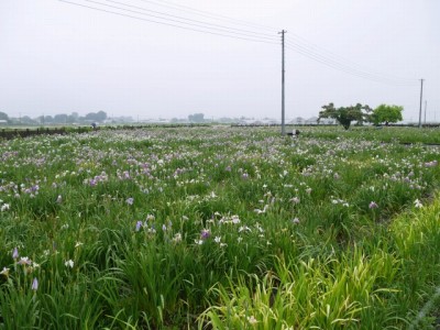 菖蒲城趾あやめ園の写真8