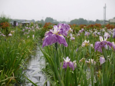 菖蒲城趾あやめ園の写真9