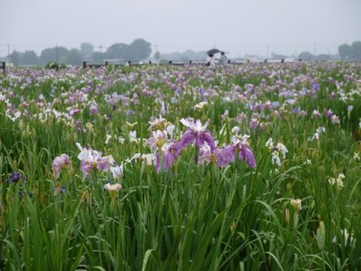 菖蒲城趾あやめ園の写真12