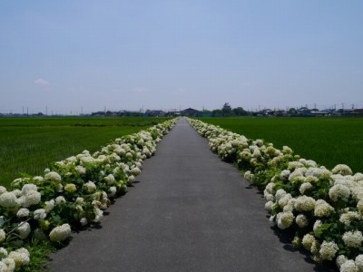 加須市騎西あじさい祭りの写真