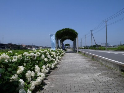 加須市騎西あじさい祭りの写真5