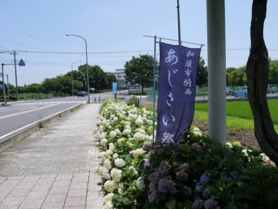 加須市騎西あじさい祭りの写真9