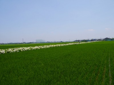 加須市騎西あじさい祭りの写真11