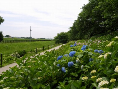 幸手あじさいまつりの写真2