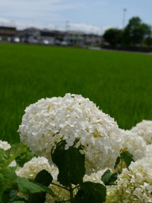 騎西総合公園の写真