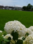 騎西総合公園の写真のサムネイル写真1