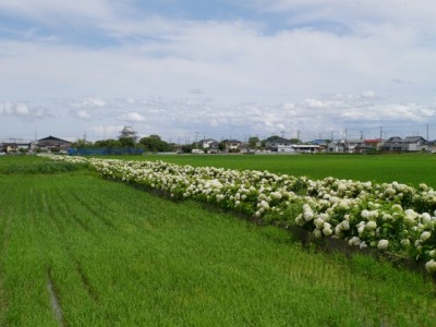 騎西総合公園の写真2