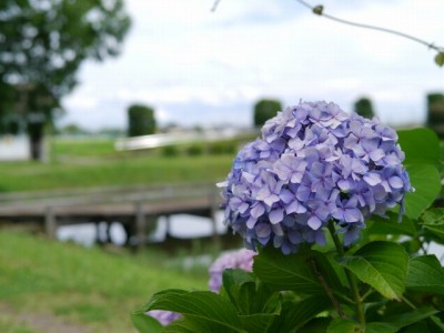 騎西総合公園の写真5