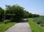 騎西総合公園の写真のサムネイル写真37