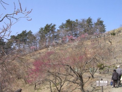 宝登山梅百花園の写真