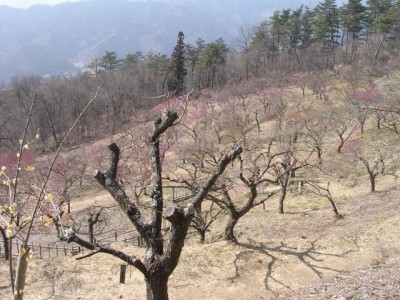 宝登山梅百花園の写真3