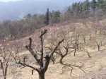 宝登山梅百花園の写真のサムネイル写真3