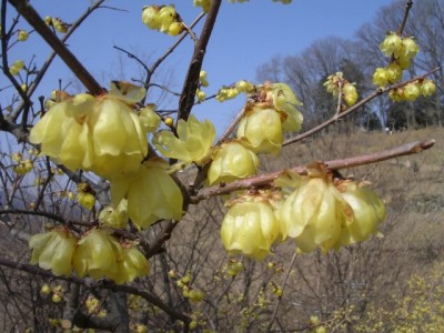 宝登山梅百花園の写真7