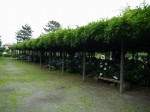 玉敷公園の写真のサムネイル写真13