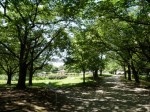 西城沼公園の写真のサムネイル写真37