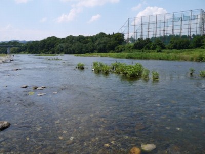 かわせみ河原の写真5