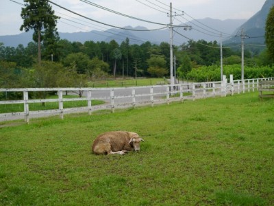 羊山公園の写真3