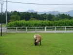 羊山公園の写真のサムネイル写真11