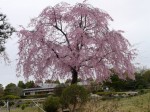 花田苑の写真のサムネイル写真27