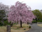 花田苑の写真のサムネイル写真37