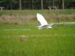 内牧公園の写真のサムネイル写真28