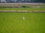 内牧公園の写真のサムネイル写真29