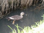 内牧公園の写真のサムネイル写真33