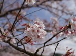 神流川水辺公園の写真のサムネイル写真28