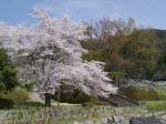 神流川水辺公園の写真のサムネイル写真31