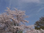 神流川水辺公園の写真のサムネイル写真33