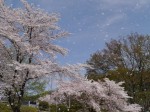 神流川水辺公園の写真のサムネイル写真34