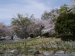 神流川水辺公園の写真のサムネイル写真35