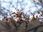 神流川水辺公園の写真のサムネイル写真99