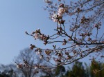 神流川水辺公園の写真のサムネイル写真103