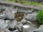 鳥羽川河川公園の写真のサムネイル写真34