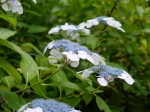 鳥羽川河川公園の写真のサムネイル写真64